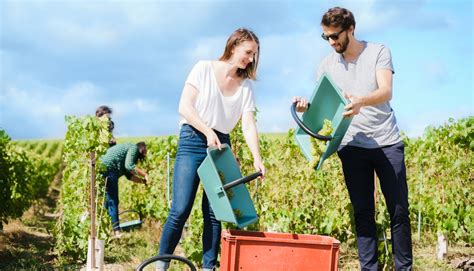 Vendangeur Dun Jour En Champagne Les Plus Belles Destinations Dans