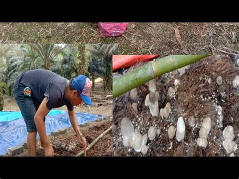 Dirikan Khemah Cendawan Dan Langsung Kutip Hasilnya Lumayan Sekali