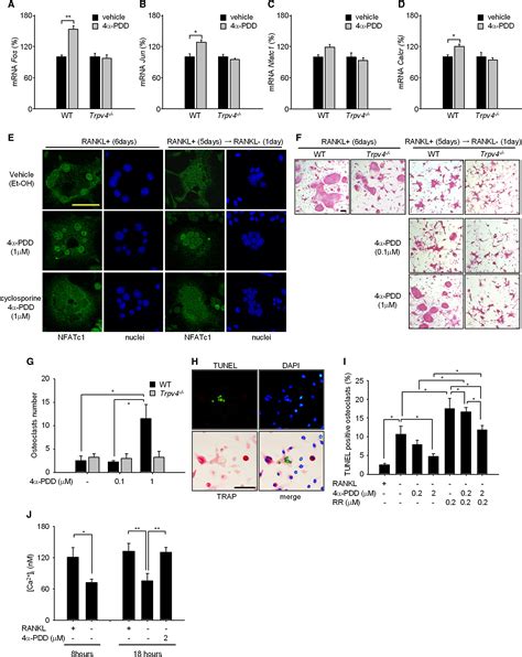 TRPV4 Mediated Calcium Influx Regulates Terminal Differentiation Of