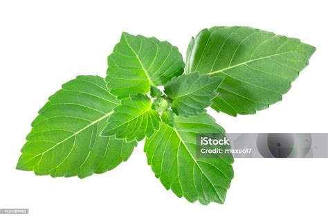 Vana Tulsi Herb Isolated Ocimum Sanctum Foliage Stock Photo Download