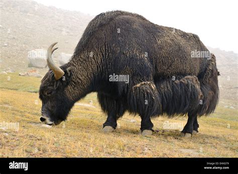 Tibetan Yak High Resolution Stock Photography And Images Alamy