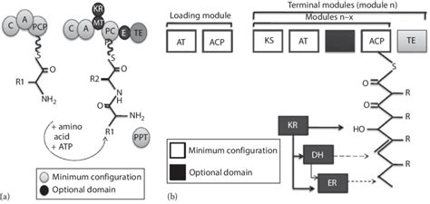 10 Schematic Representation Of Enzymatic Domains In A Nonribosomal Download Scientific