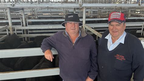 Victorias Western District Mortlake Cattle Store Sale Spring Drop