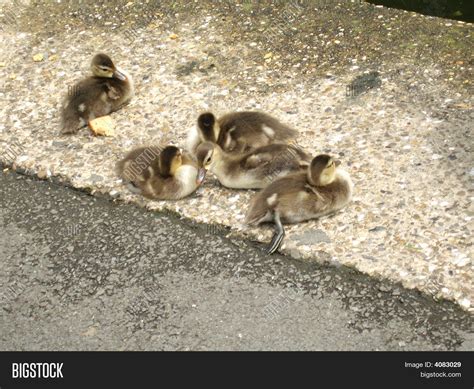 Group Five Ducklings Huddled Image & Photo | Bigstock