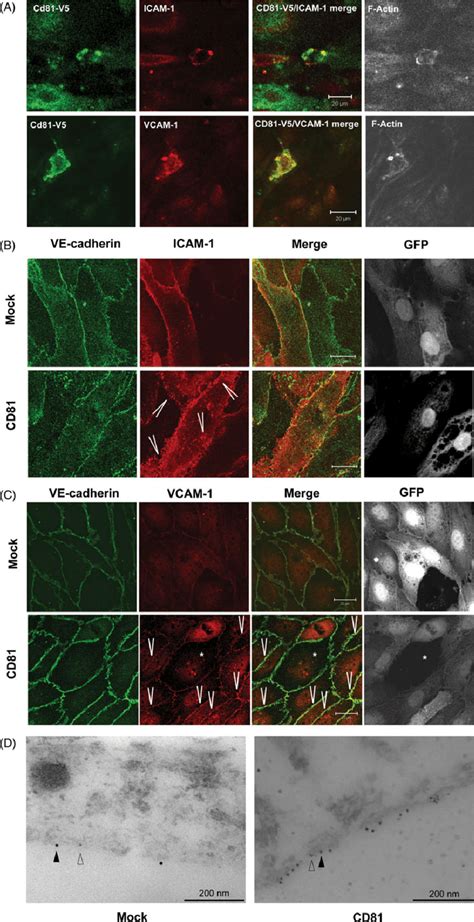 Endothelial CD81 Colocalizes With ICAM 1 And VCAM 1 In The Adhesion