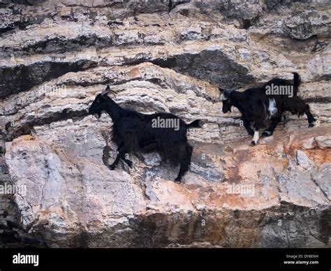 Mountain Goats Climbing The Sheer Cliff Edge On Captain Vangelis Trip