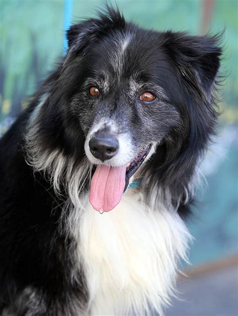 Border Collie Rescue and Adoption from Border Collies In Need - Border ...