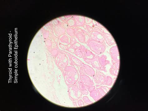 Solution Histology Epithelium Studypool