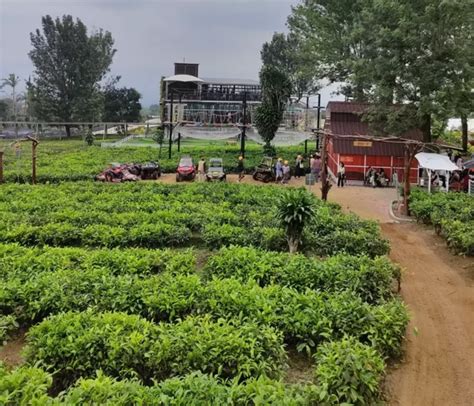 Goalpara Tea Park Wisata Alam Eksklusif Di Sukabumi