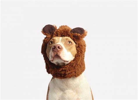 DIY Dog Halloween Costumes That Are Easy To Make