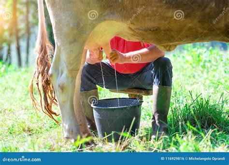 732 Man Milking Cow Stock Photos Free And Royalty Free Stock Photos