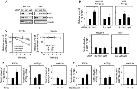 Knockdown Of The NMD Factors Upf1 And Upf2 Up Regulates ATF5 MRNA