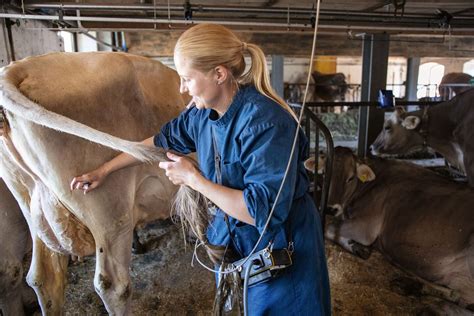 Von Brunsterkennung und Hormonprogrammen Für bessere Fruchtbarkeit der