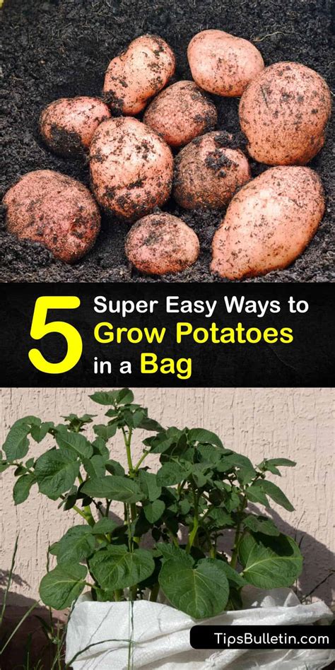 Grow Potatoes in Containers - Tips for Caring for Potatoes in Bags