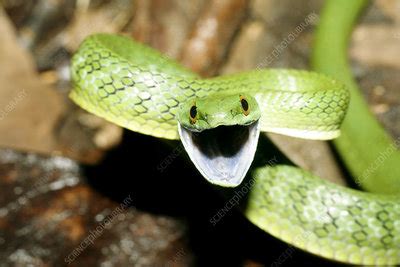 Green racer snake - Stock Image - Z785/0259 - Science Photo Library