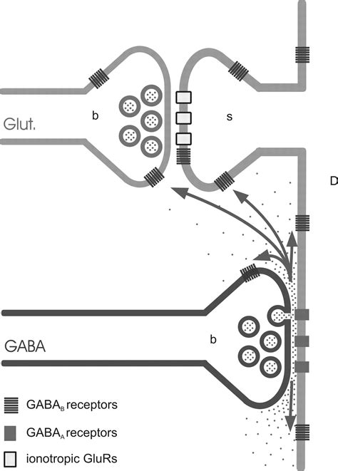 Subcellular Localization Of Metabotropic Gabab Receptor Subunits Gabab1ab And Gabab2 In The Rat