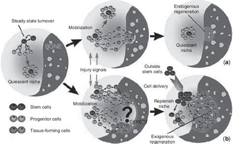 8 Schematic Illustration Of Tissue Regeneration Via A Endogenous