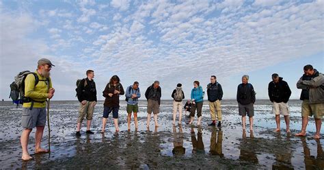 Urlaub Im Nationalpark Wattenmeer WWF