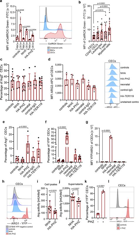 Cecs From Anemic Mice Express Arg And Have High Levels Of Ros A Mean