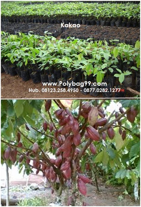 Cara Budidaya Tanaman Kakao (1), Pembibitan & Penanaman - Jual Polybag ...