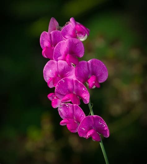 sweet-pea-flower - Learn About Nature