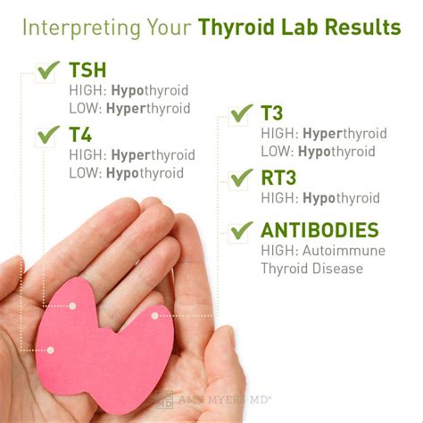 Understanding Your Thyroid Test Results Amy Myers Md