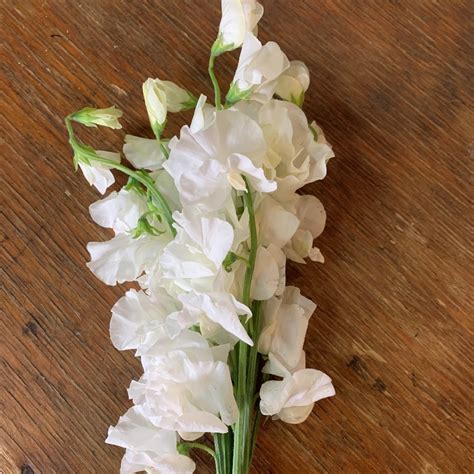 Sweet Peas Japanese White Florabundance Wholesale Flowers