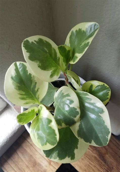 Outdoor And Gardening Planters And Pots Peperomia Obtusifolia Variegata