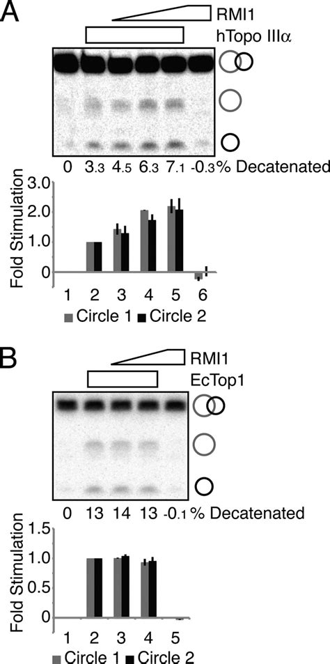 Rmi Stimulates Htopo Iii Decatenase Activity A Decatenation