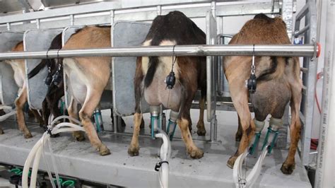 Machine Milking Dairy Goats Youtube