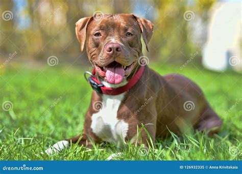 Brown pit bull terrier stock image. Image of american - 126932335