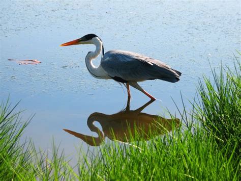 Free Images Water Nature Bird Plant Summer Pond Wildlife Wild