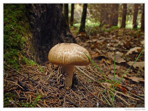 Agaricus Sylvaticus