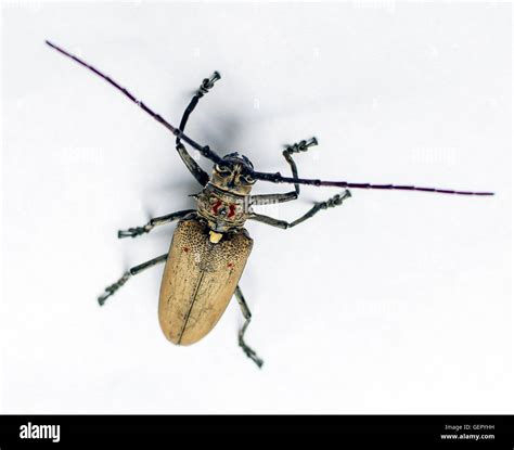 Brown Dung Beetle Hi Res Stock Photography And Images Alamy