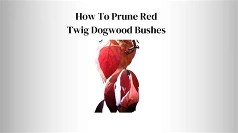 How To Prune Red Twig Dogwood Bushes 5 Essential Tools