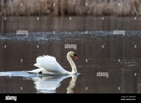 Mute Swan Splashing Water As He Aggressively Chases A Canada Goose