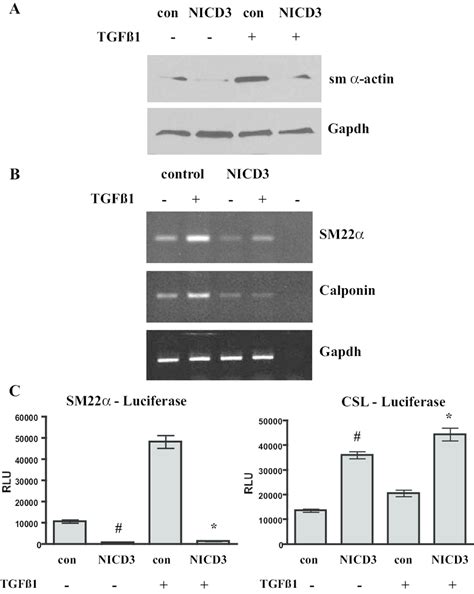 Notch3 Inhibits Smooth Muscle Gene Expression 10t12 Cells Were Download Scientific Diagram