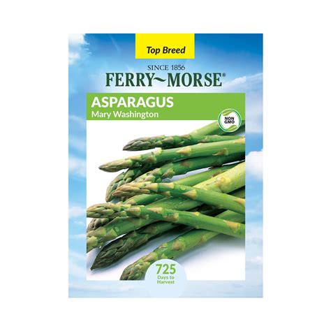 how to plant asparagus seeds 9