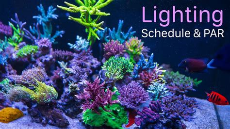 Blade And Radion Lights Schedule And Par In Different Reef Aquariums