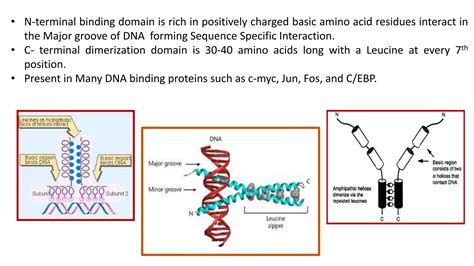 Dna Protein Interactionpptx