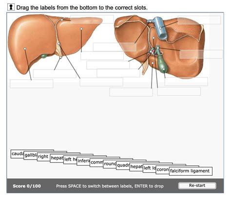 Aandp Ii Chapter 24 Liver Diagram Quizlet