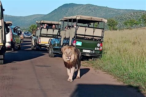 Tripadvisor Ganztägige gemeinsame Safari im Krüger Nationalpark ab