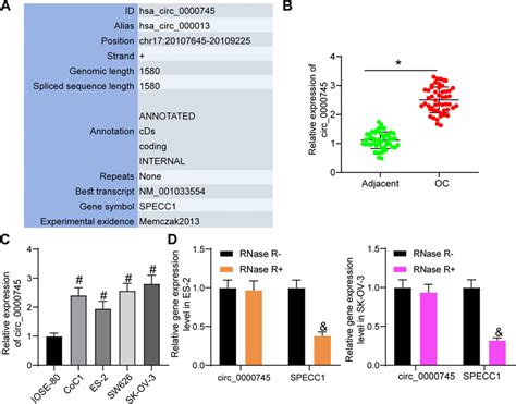 Circ 0000745 Is Abundantly Expressed OC Tissues And Cells A Sequence