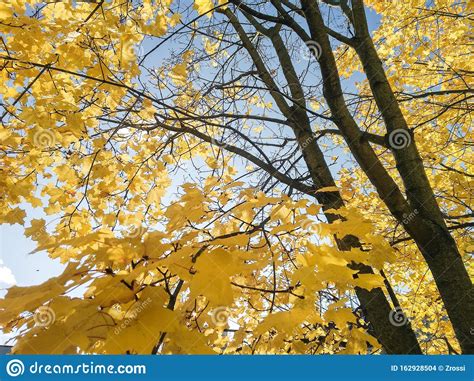 Folhas Amarelas Nos Galhos Iluminados Pelo Sol Foto De Stock Imagem