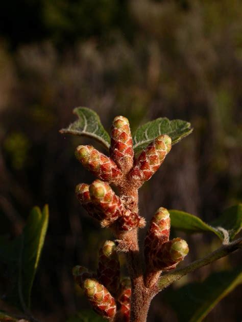 Rhus Aromatica Anacardiaceae Image 12720 At PhytoImages Siu Edu