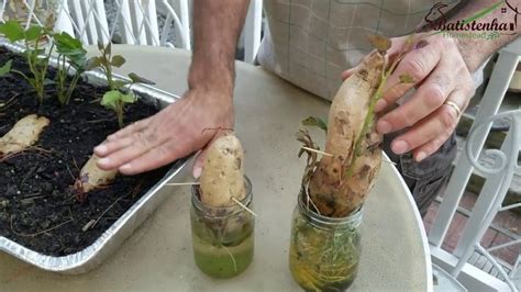 Como Plantar Batata Doce