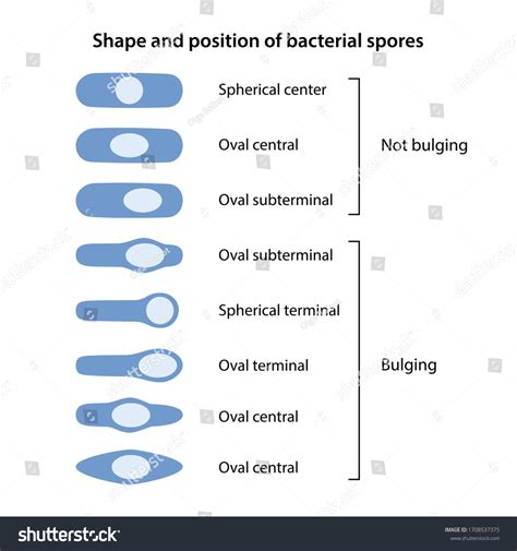 Types Of Bacterial Spores