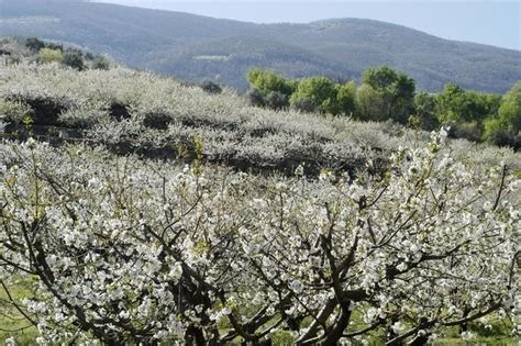 Más de millón y medio de cerezos inician su periodo de floración en el