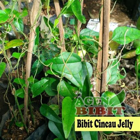 Bibit Tanaman Cincau Jelly Rambat Pohon Daun Cincau Hijau Herbal