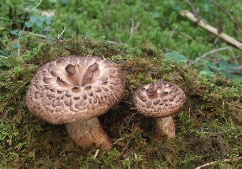 Sarcodon Imbricatus The Ultimate Mushroom Guide